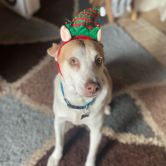 Meet your Posher, Martha - Picture 4 of 5